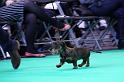 Crufts_dachshunds 655